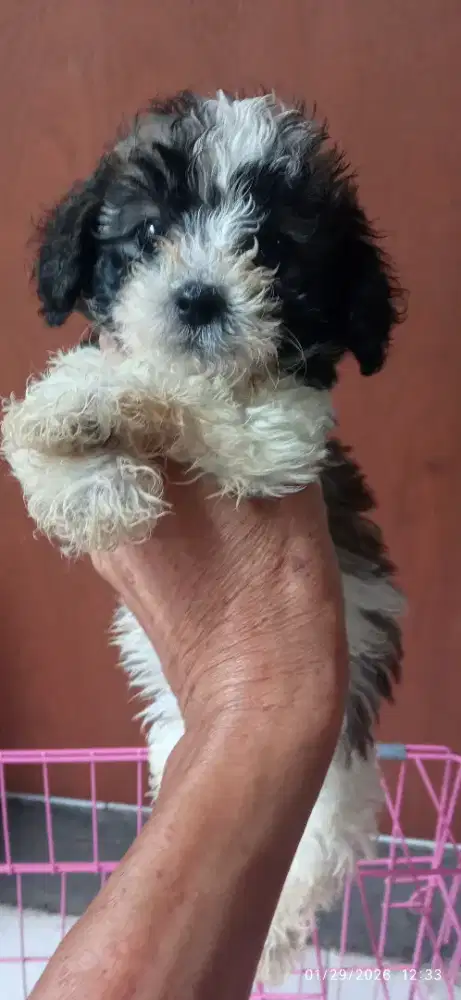 Toy poodle parti tricolor