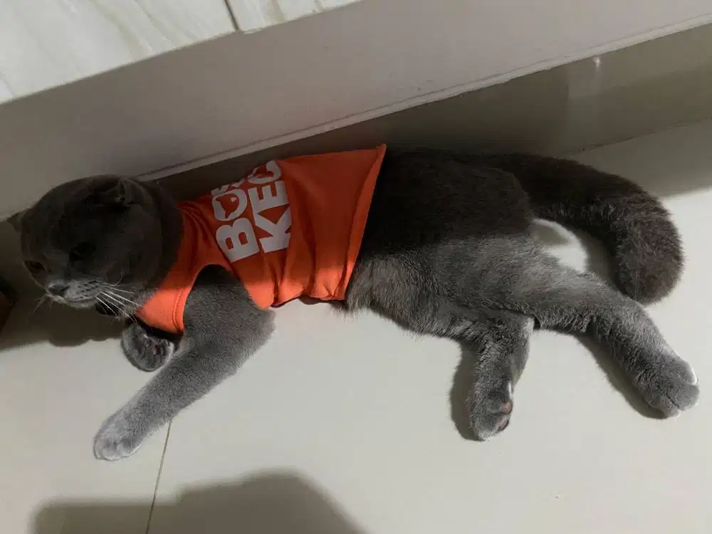 Open adaposi Kucing BSH ( Blue solid )