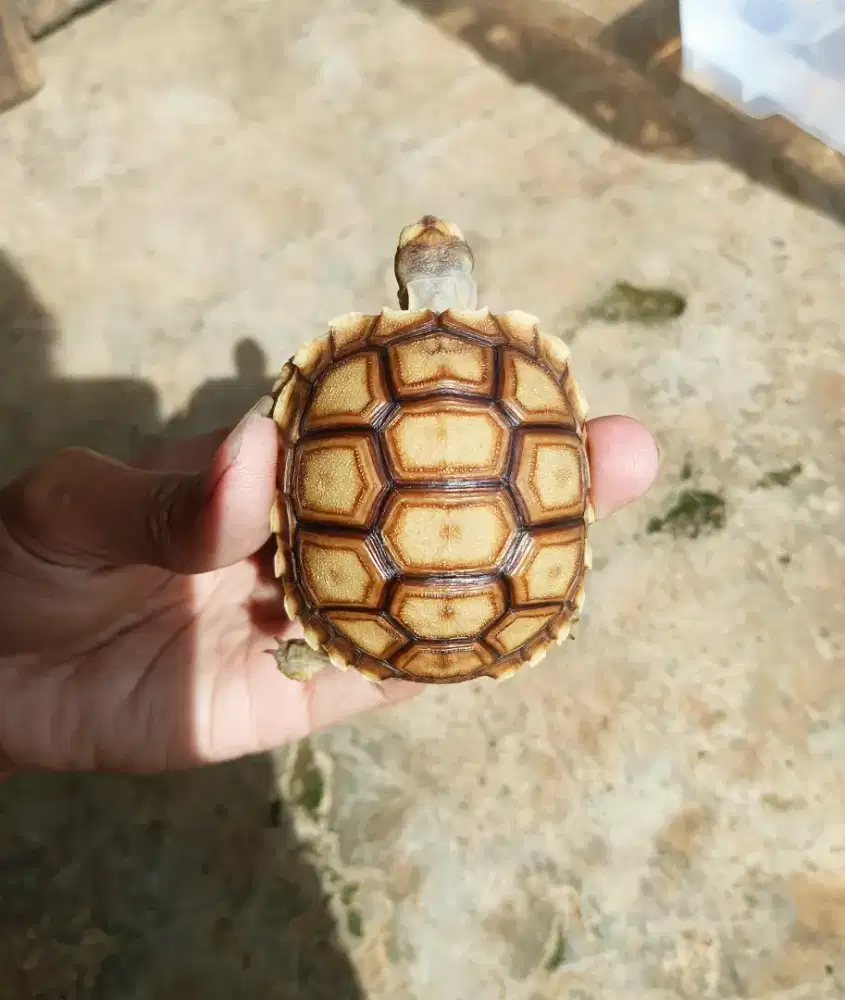 KURA KURA DARAT SULCATA 7CM