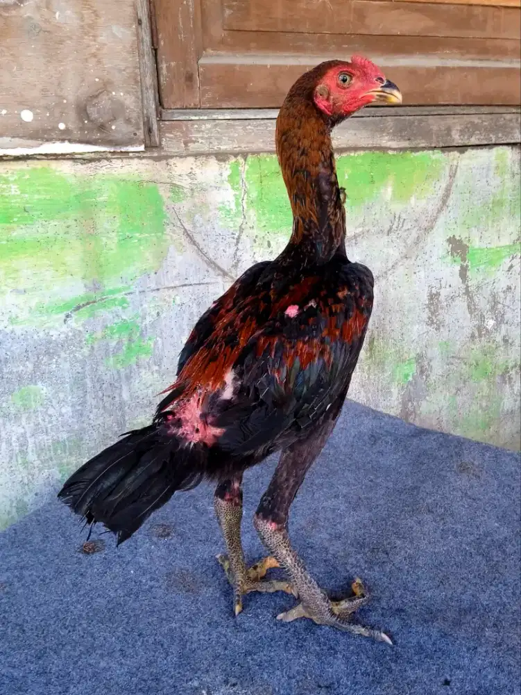 Ayam khoytrad anakan berkualitas VIP mewah dan sangat terawat