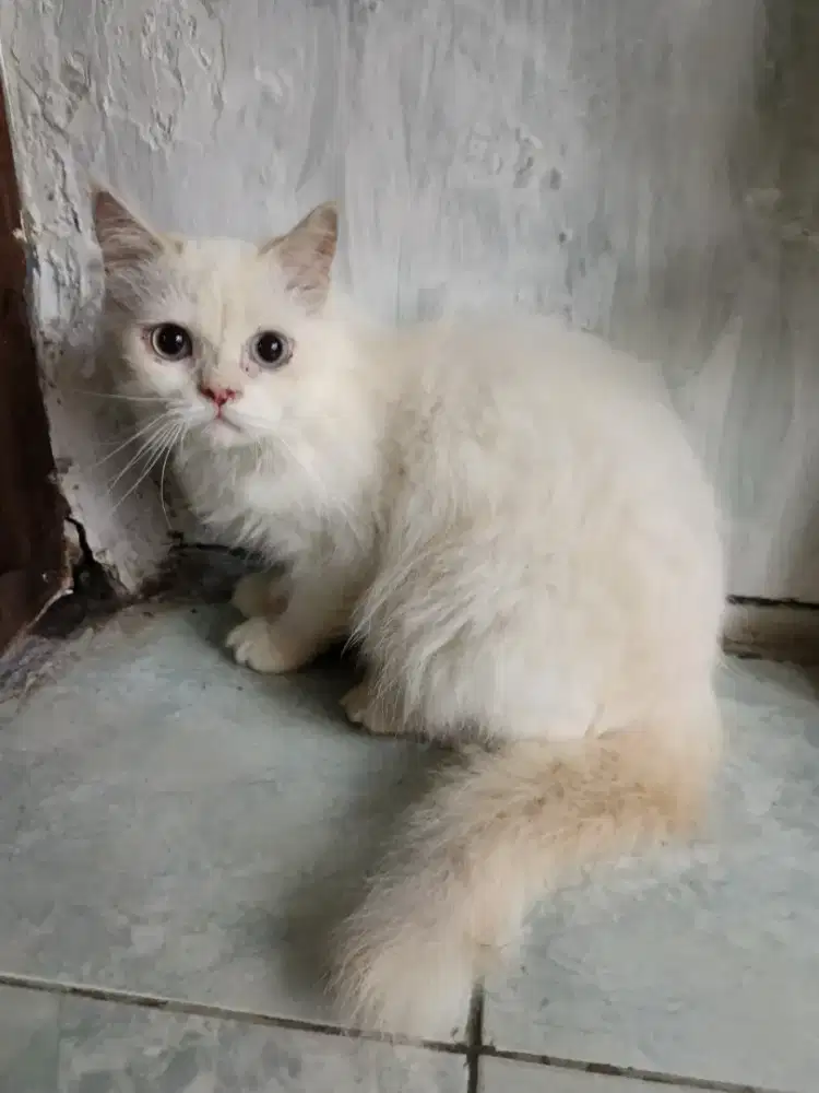 Persia betina 6 bulan