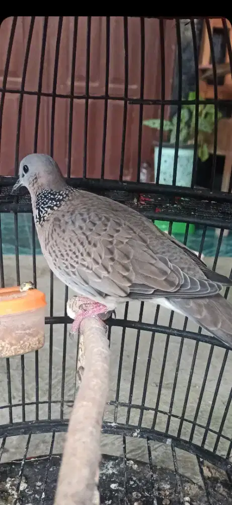 derkuku kelantan betina