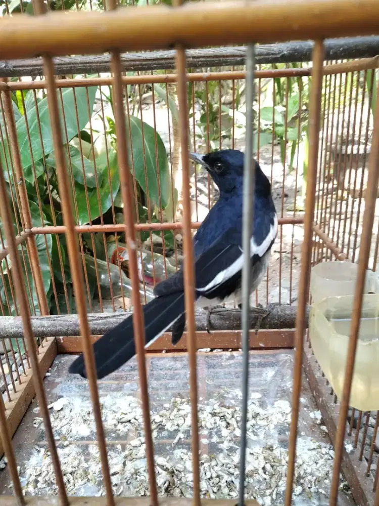 Burung kacer rawatan