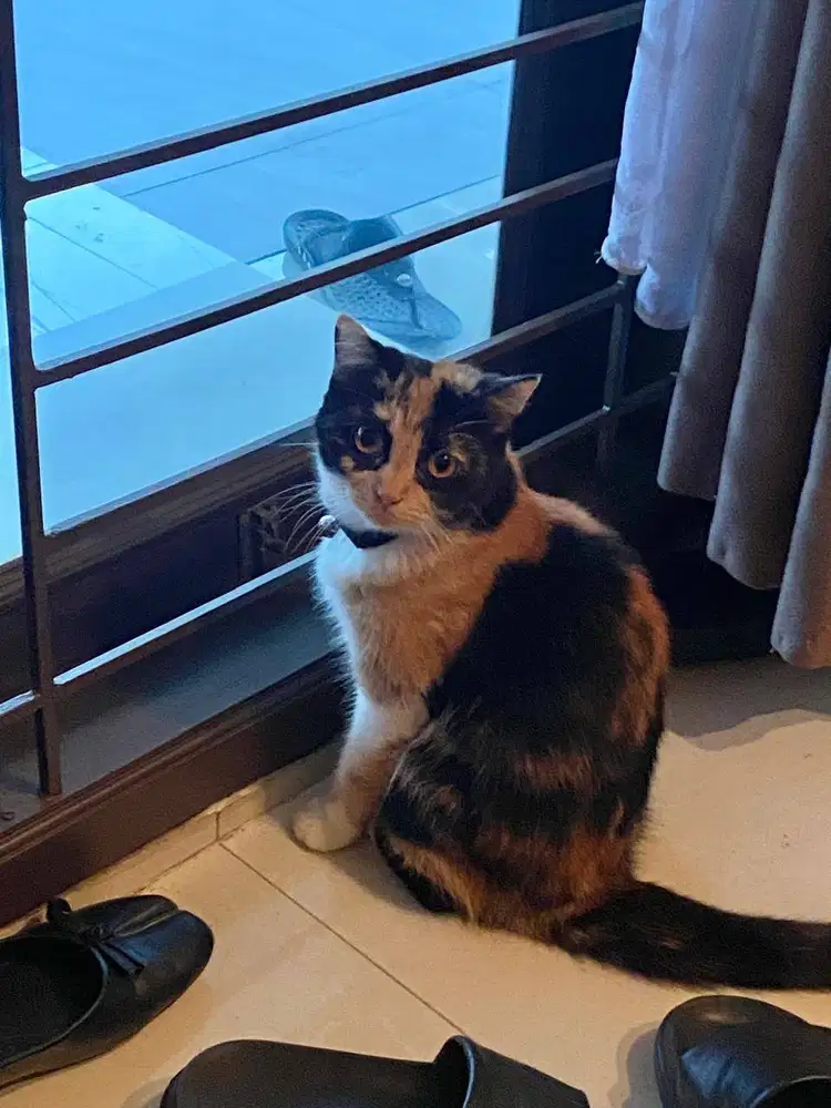 Peaknose Mixdom dan Persia Mixdom