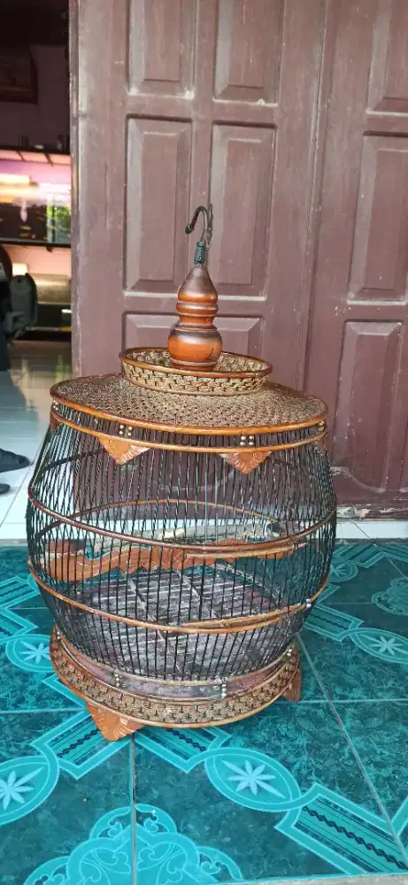 sangakar puter derkuku