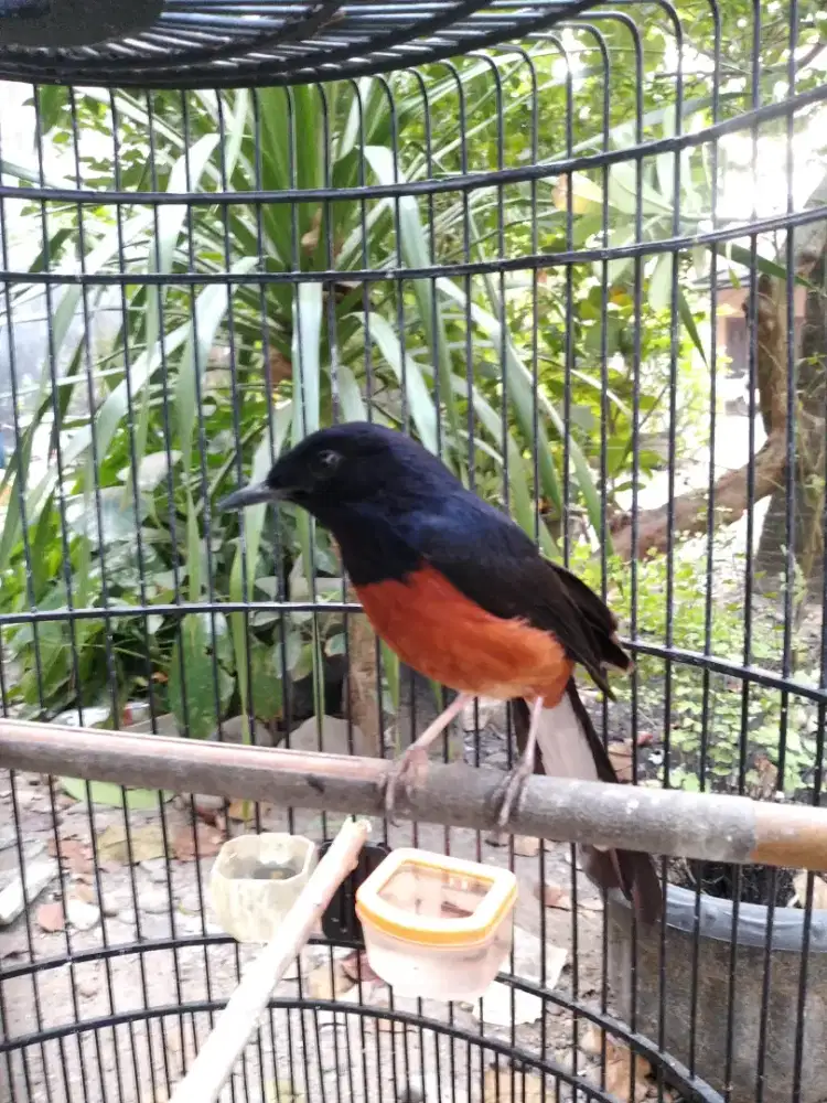 Burung murai batu rawatan.