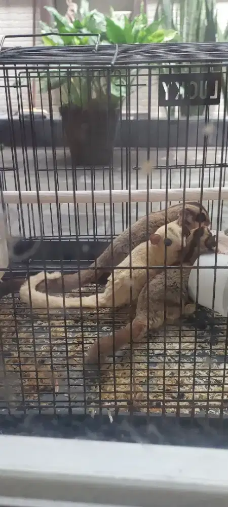 Sugar Glider Jantan Sale