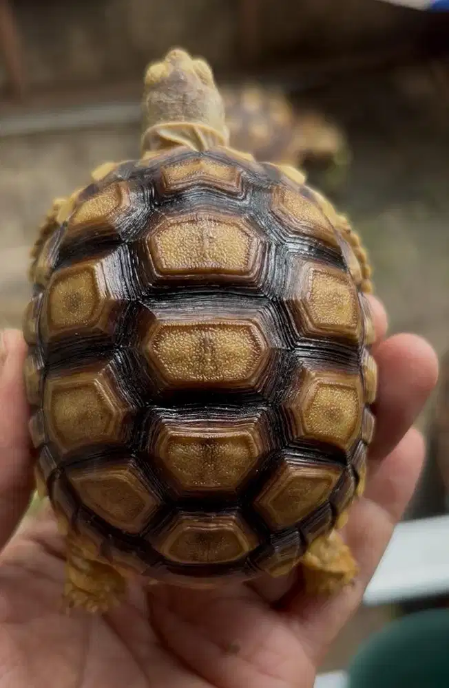 sulcata size aman buat pemula