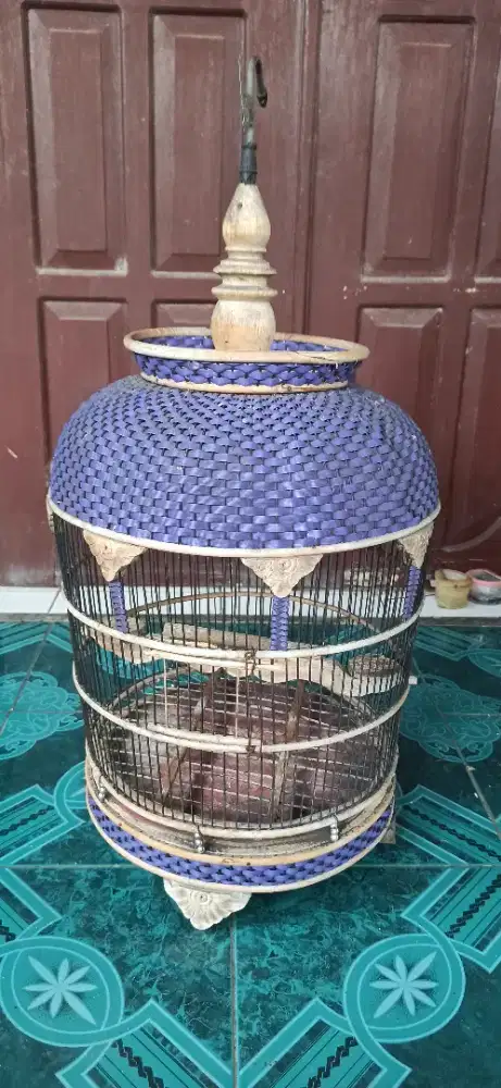 sangakar rajut perkutut