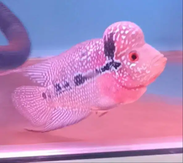 ikan louhan srd di medan.