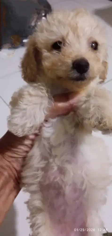 Toy poodle betina aprikot