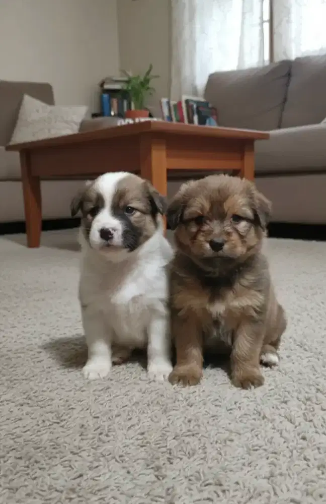 Anak anjing / anabul usia 2 bulan sehat