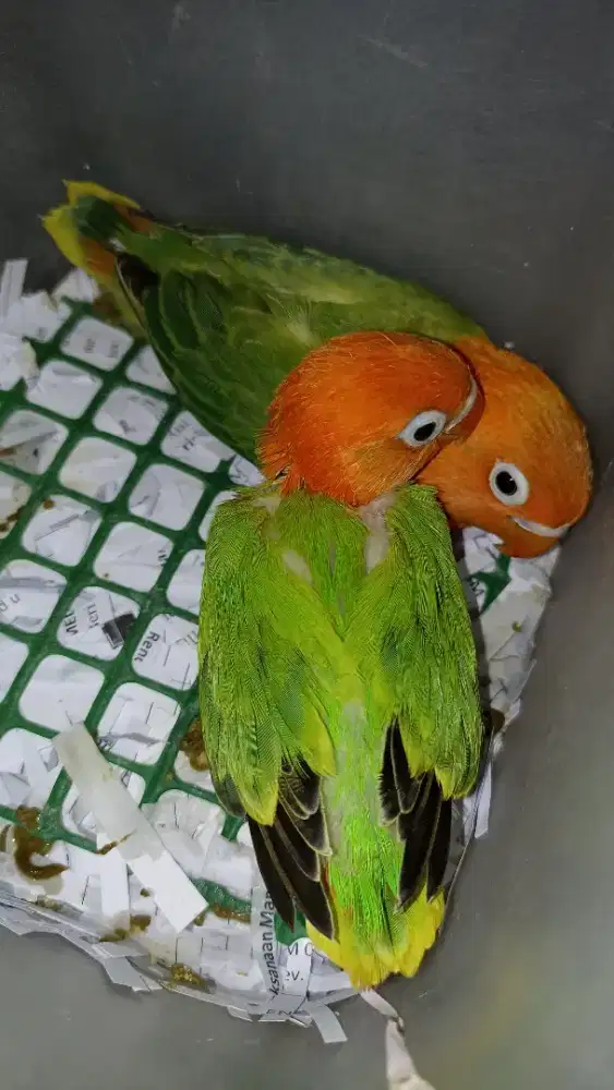 Anakan LB Biola green pekat