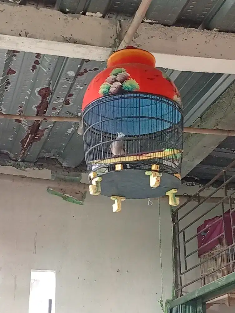 Perkutut jambul super murah