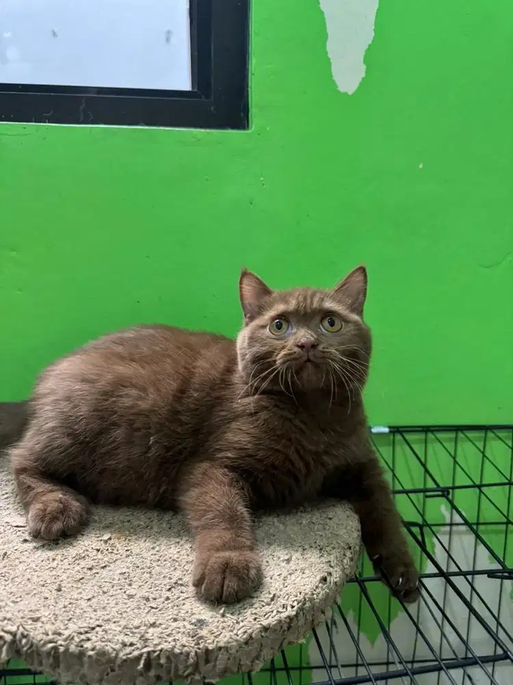 Kucing BSH cinamon pure