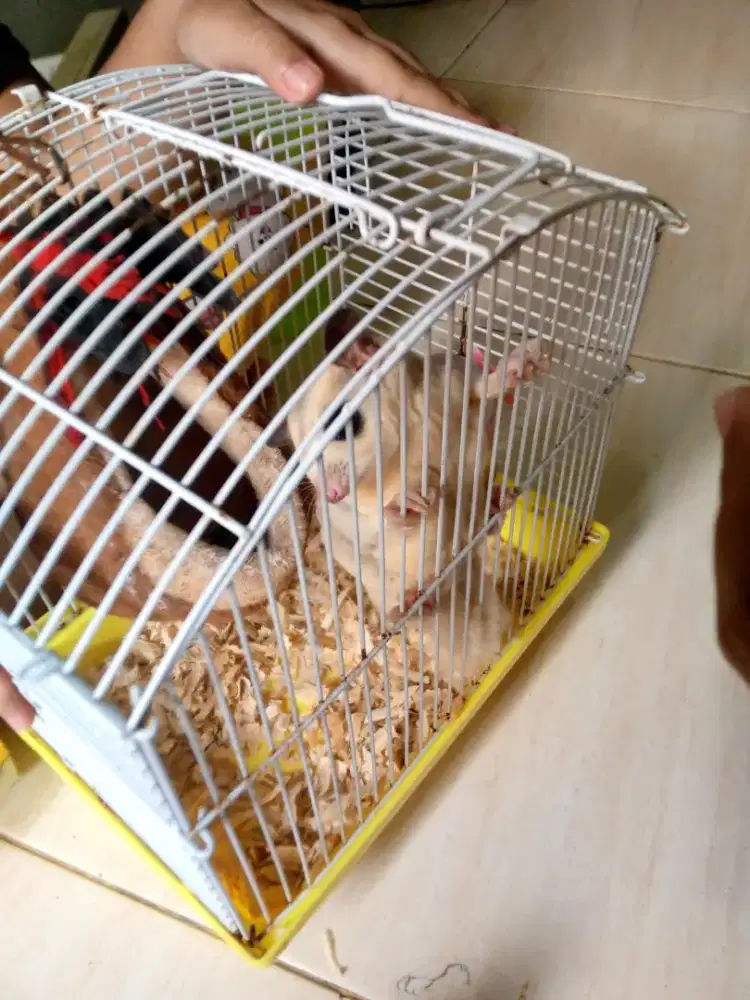 jual SG (sugarglider)
