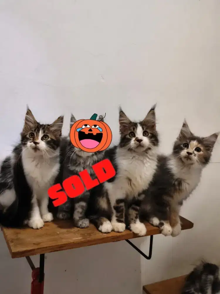 Ready adopt kucing kitten maincoon pure umur 3 bulan