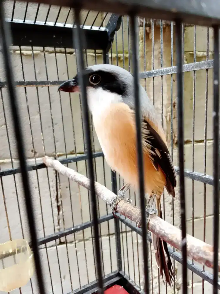 Burung cendet lokal jabar pentet lokal rawatan