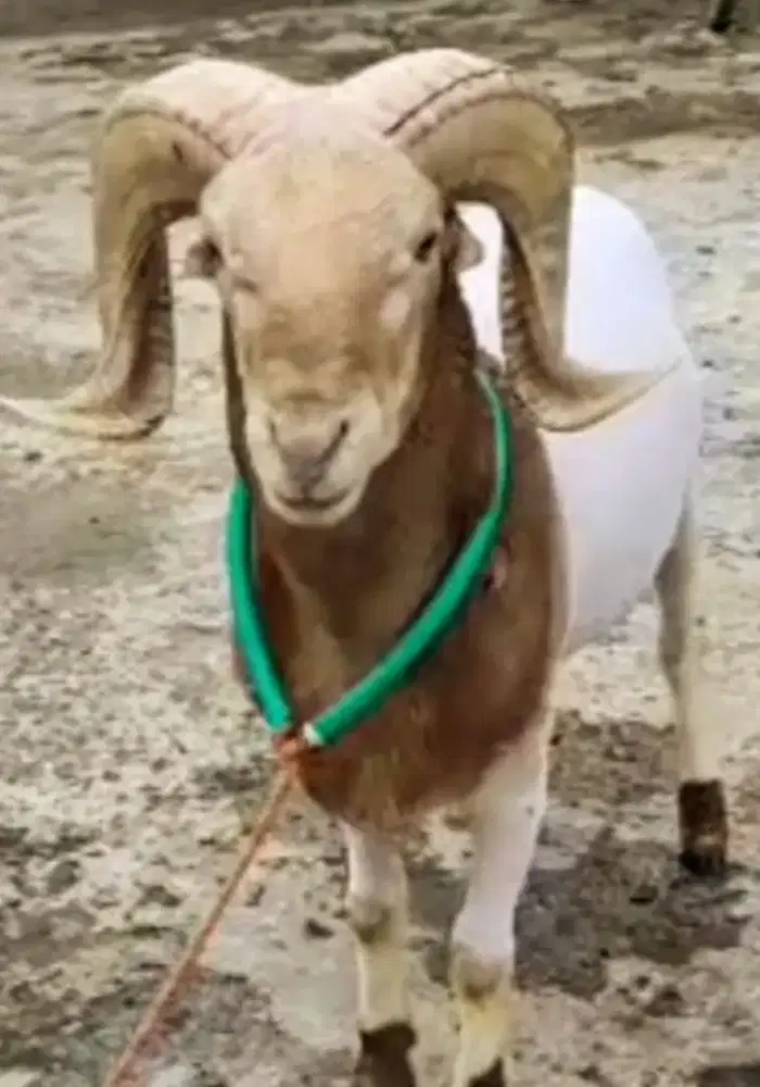 Domba qurban dan aqikah Padasuka atas