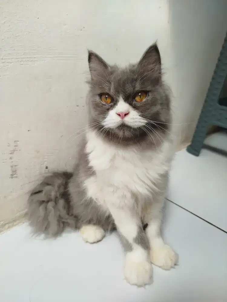 Kucing Anggora mix Maine Coon
