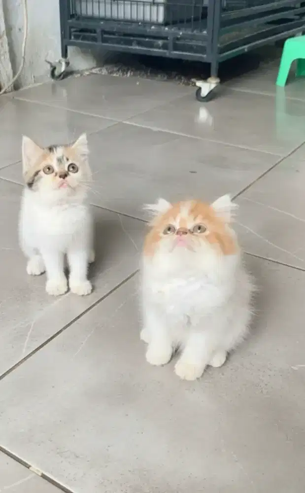 Ready adopt kucing kitten flanose gembul manja sehat