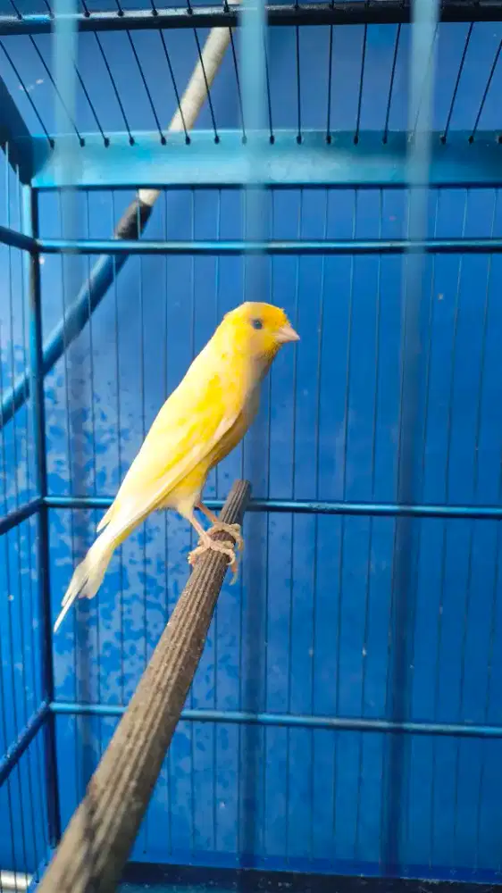 Kenari AF warna kuning terang