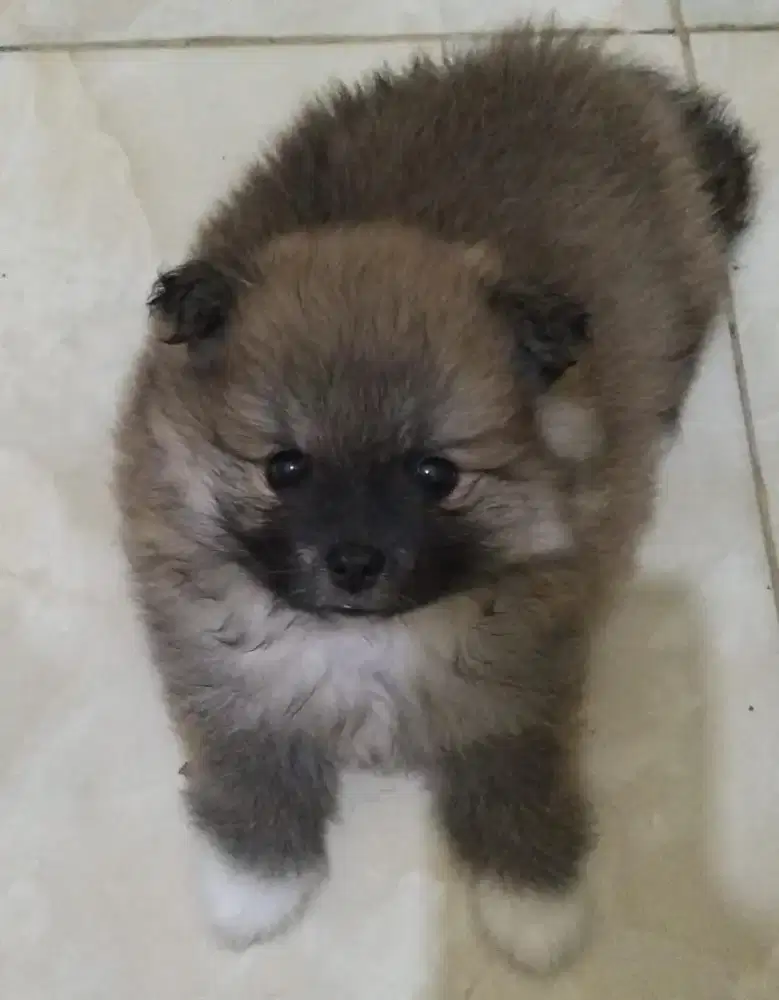 Di jual Anakan Pomeranian