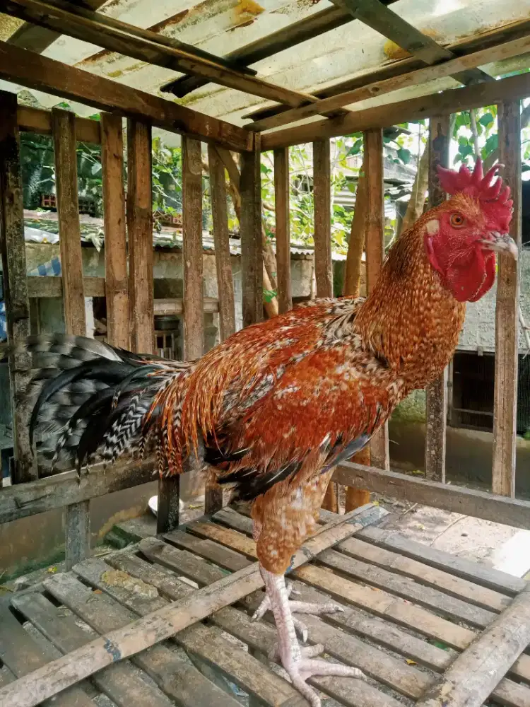 AYAM PELUNG JALI