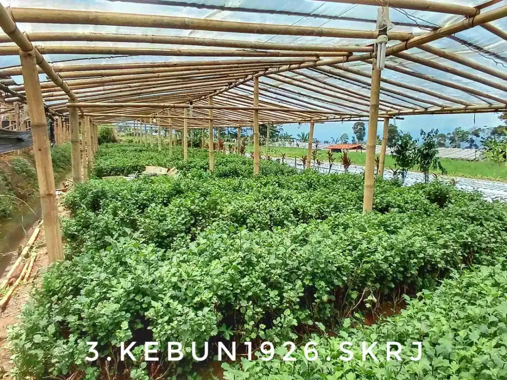 Dijual tanah kebun luas subur pinggir jalan view keren akses mudah.