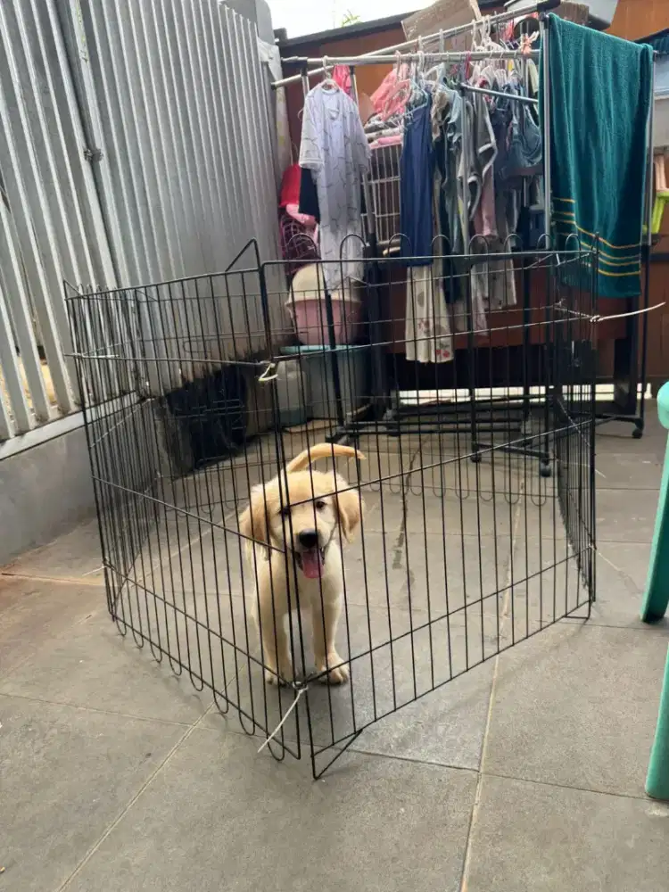 Anak anjing golden retriever jantan stambun lengkap