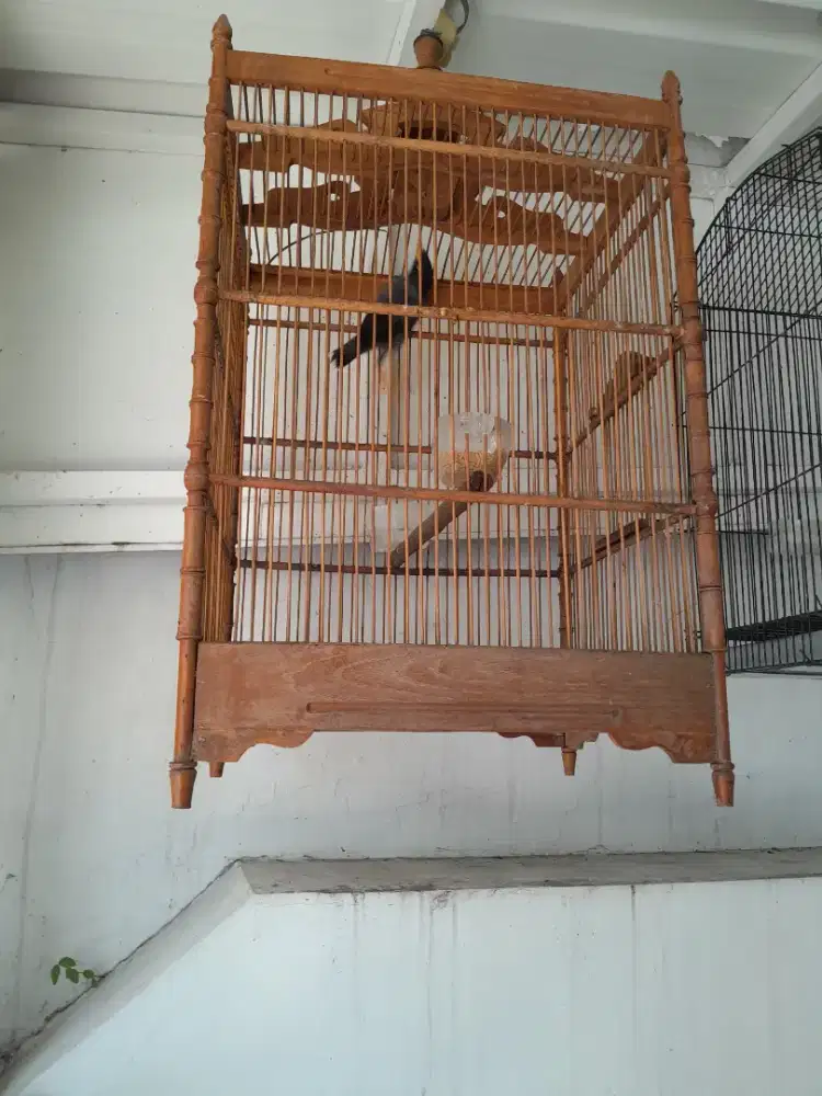 Di jual jalbo dan kenari BURJA ya gan