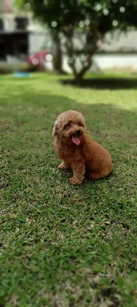 Indukan Toy Poodle