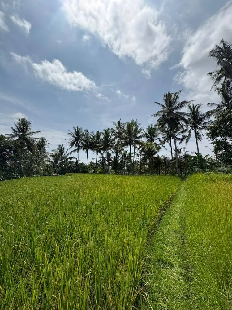 Disewakan Tanah di Ubud lokasi strategis