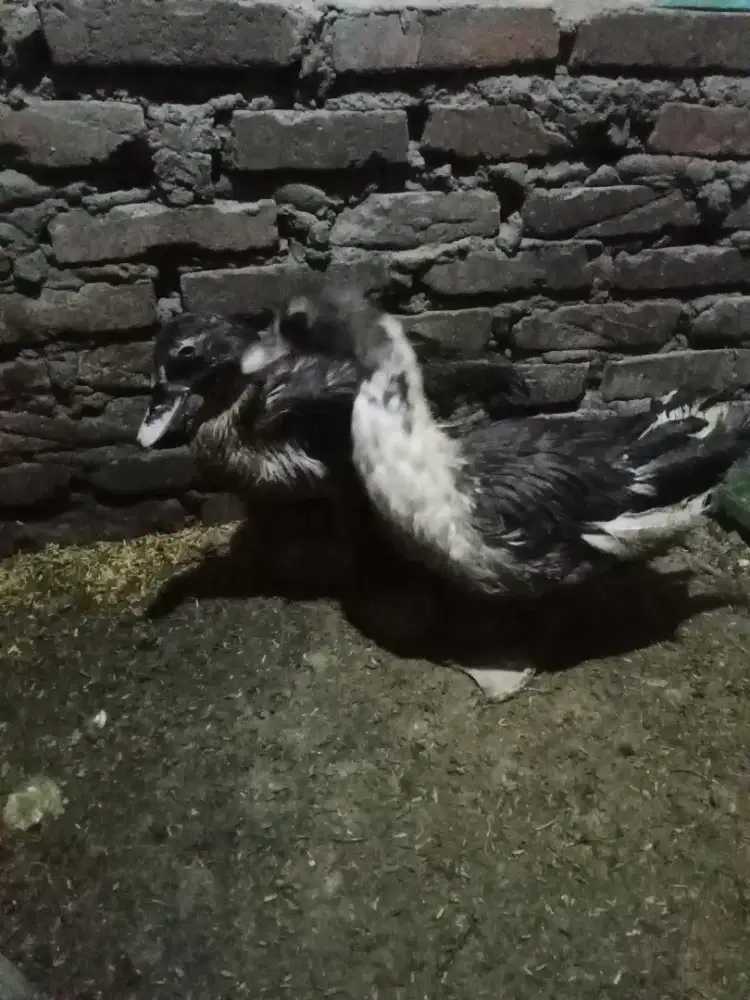 Entok sepasang  usia 6bln