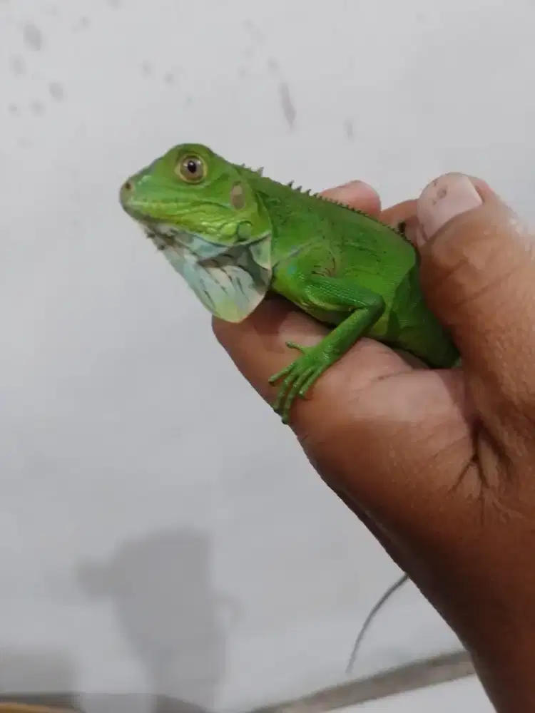 Iguana green baby up