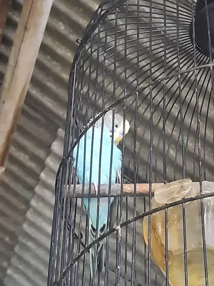 Burung parkit jantan