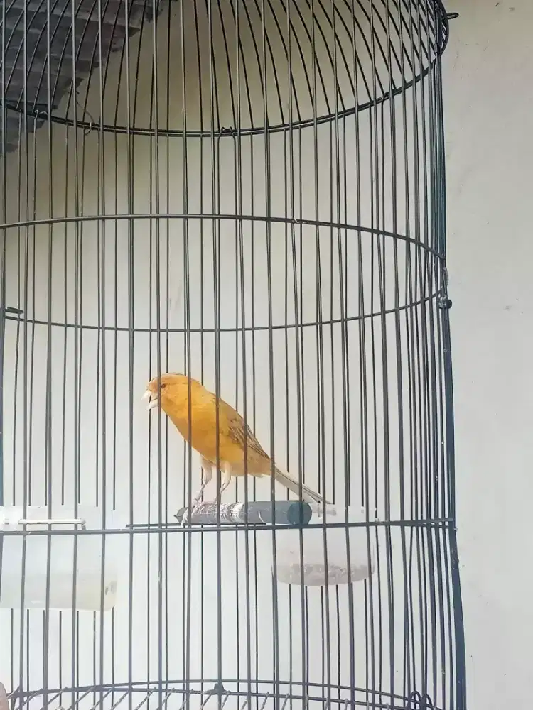 F1rasmi gacoor pejantan