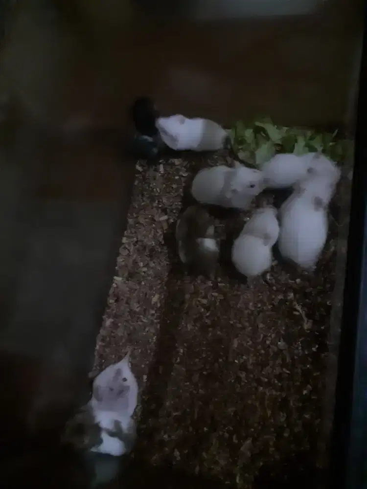 Ready hamster sirian umur 3 minggu