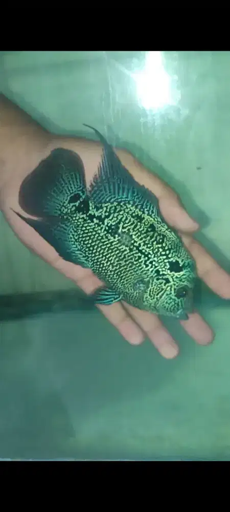 louhan female cencu ajib