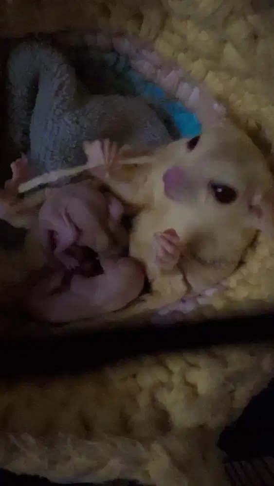 Sugar Glider Creamino, Baru OOP Ready adopt Abis lebaran