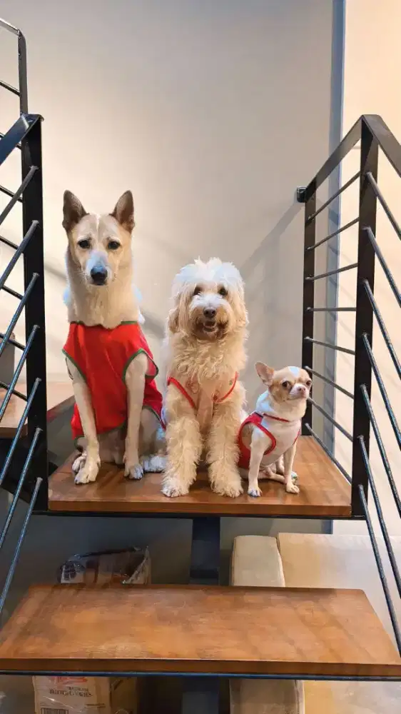 Asistant Rumah Tangga (ART)