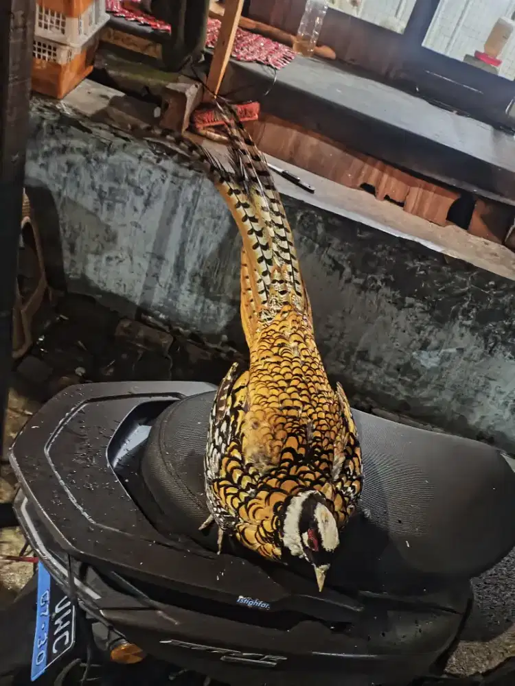 Reeves Pheasant Jantan