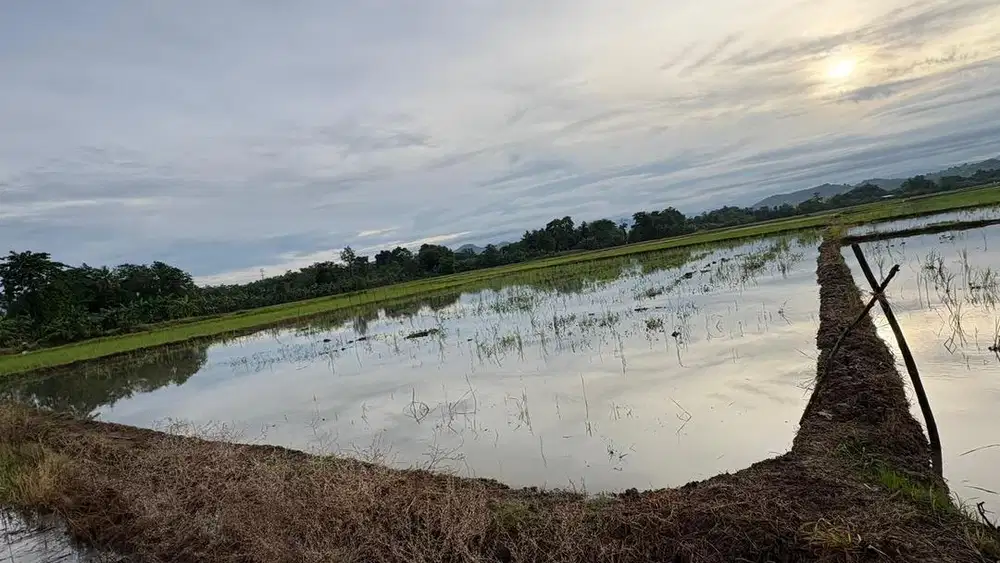 Dijual Tanah Sawah 1.813 m² Pattalassang Gowa | Akses jalan Tani, Nego