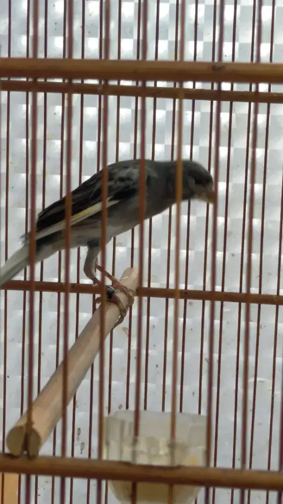 Burung kenari AFgibo gacor