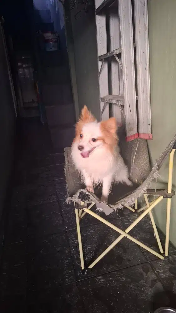 Jual Anjing Minipom Jantan