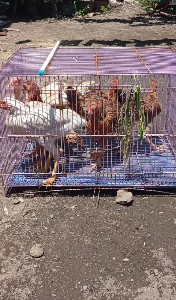 Jual ayam kampung