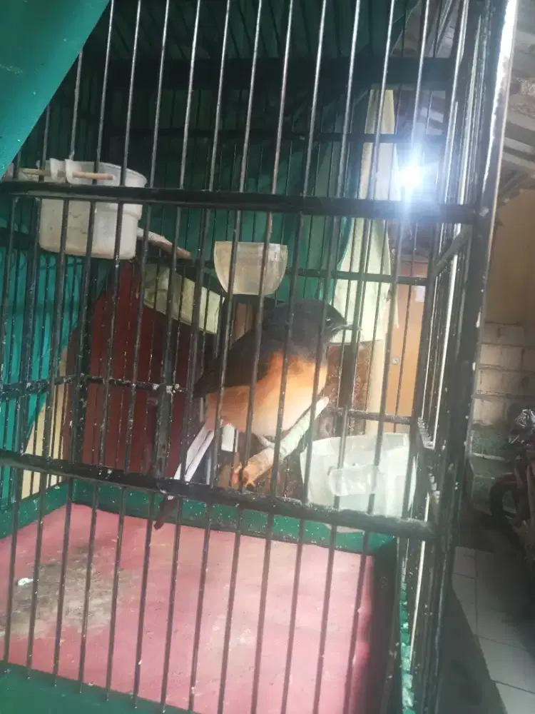 Murai betina..mau tuker burung apa ja boleh ajukan