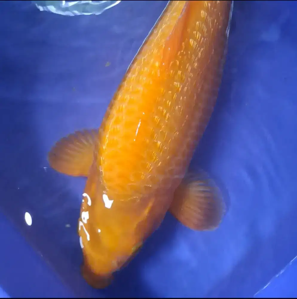 Koi Blitar Caramel Ginrin Berpunuk