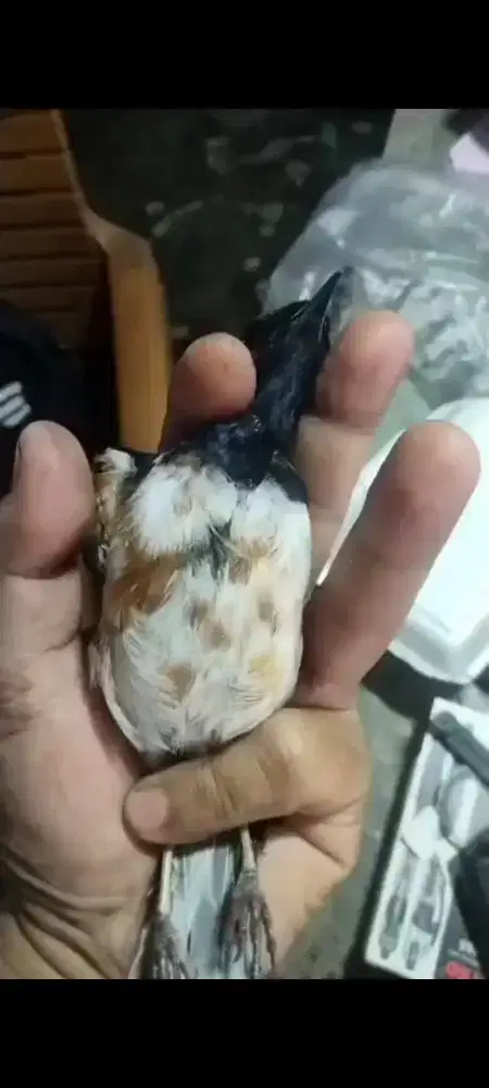 Murai batu jantan split albino