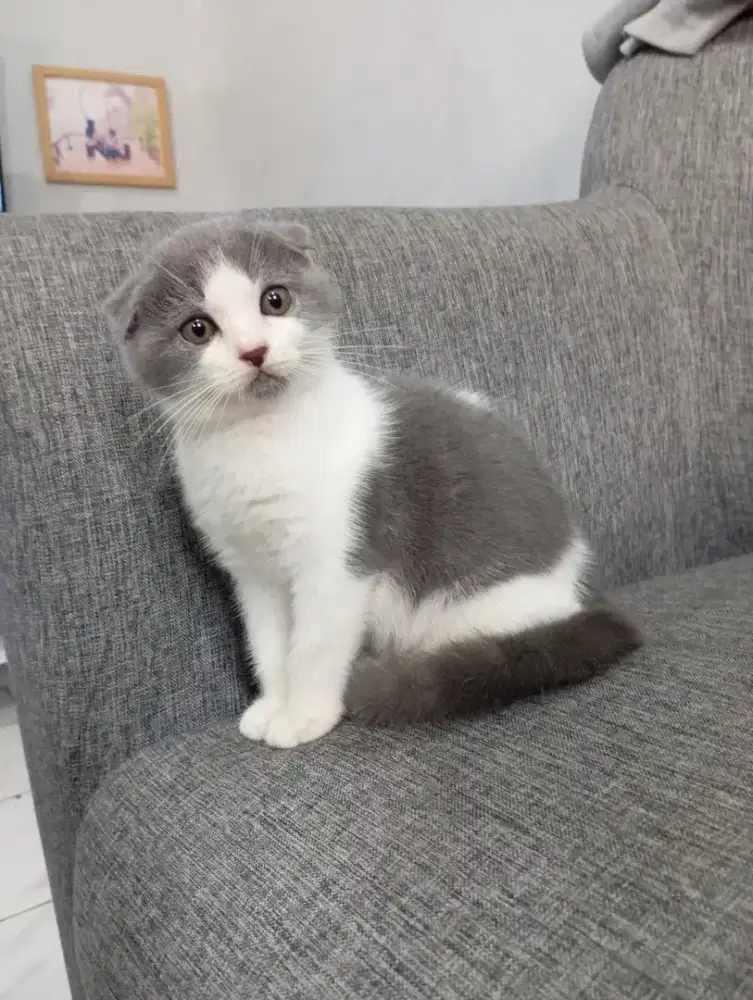 SCOTISH FOLD BICOLOUR